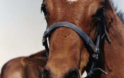 Jockey Club do PR proíbe entrada de cavalos do sul