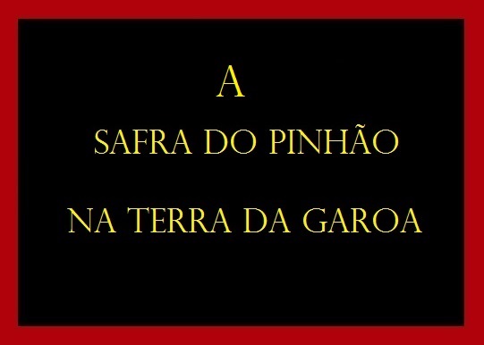 A Safra do Pinhão na Terra da Garoa