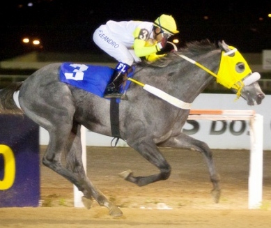 UMA PREDILEÇÃO PELOS TORDILHOS